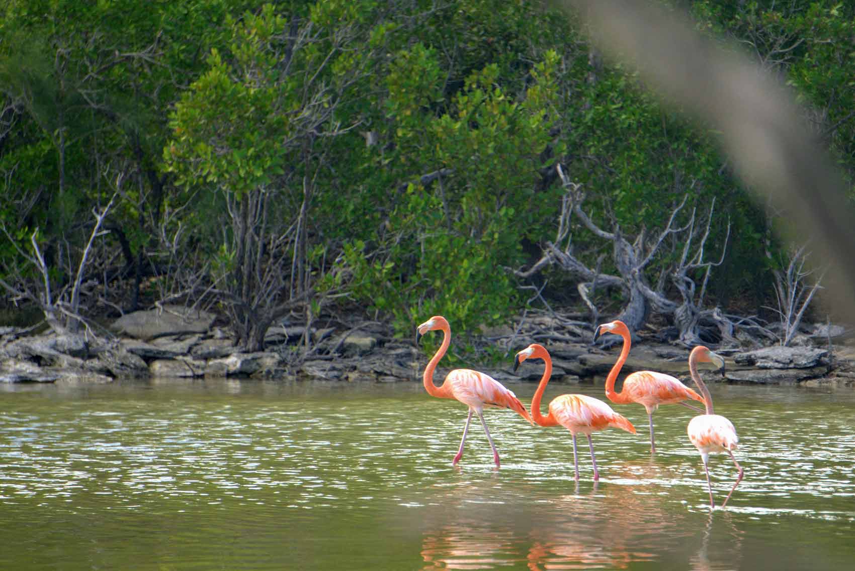 Flamingo Pond