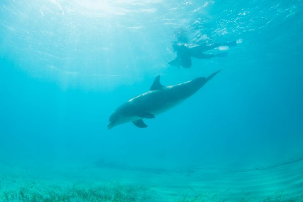 snorkeling in tci