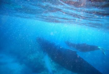 Humpback whale sightings Turks and Caicos