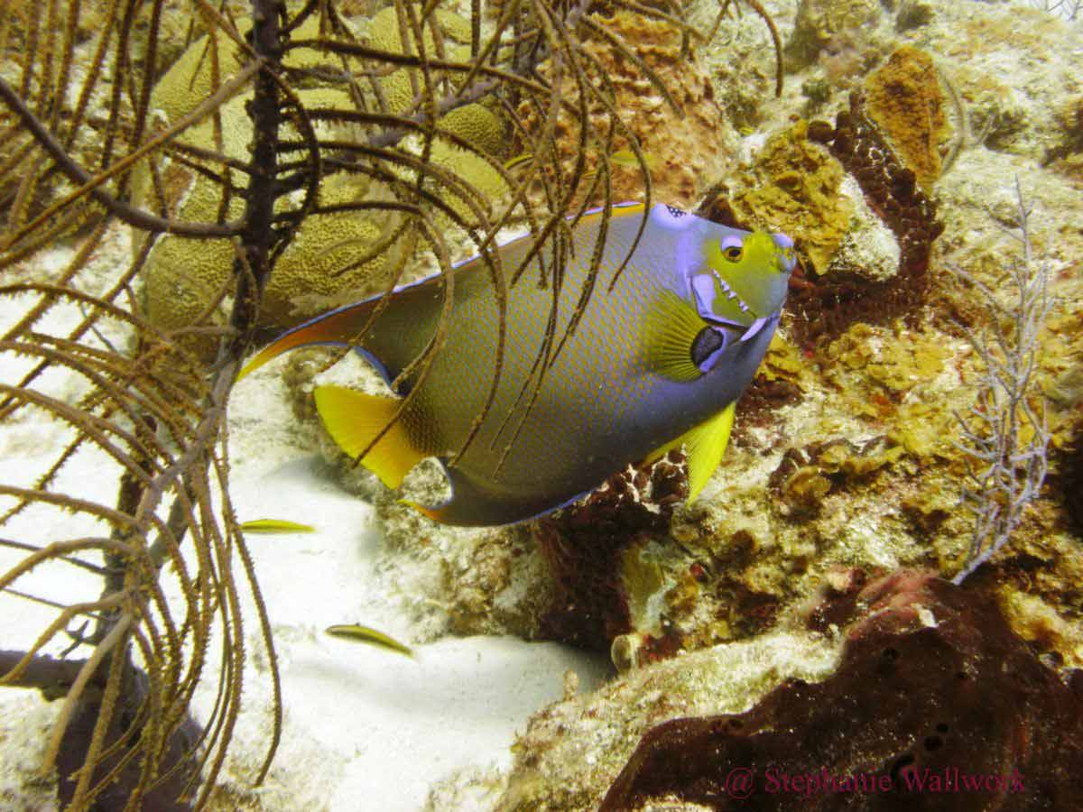 fish observation while scuba diving in Turks and Caicos